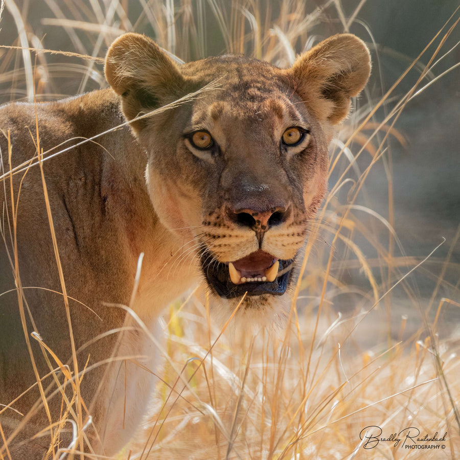 Best of Zimbabwe Safari